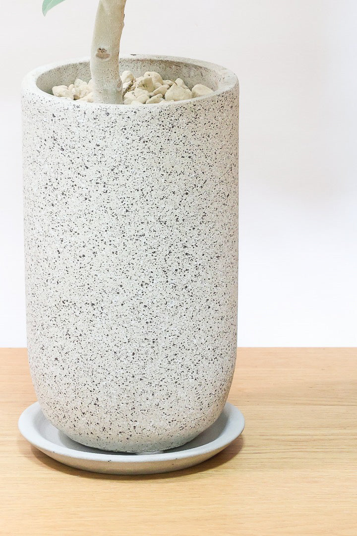 【ベンガレンシス】長崎県の生産者さんが丹精込めて仕立てたスリムな樹形!幹のカーブも素敵なんです!