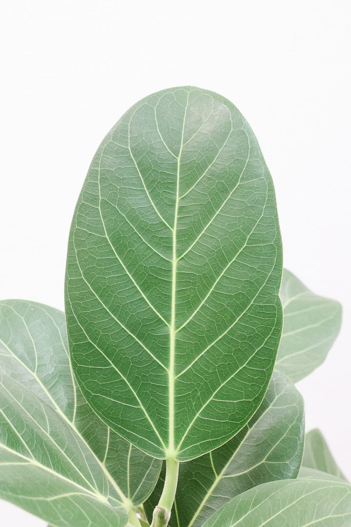 【ベンガレンシス】長崎県の生産者さんが丹精込めて仕立てたスリムな樹形!幹のカーブも素敵なんです!