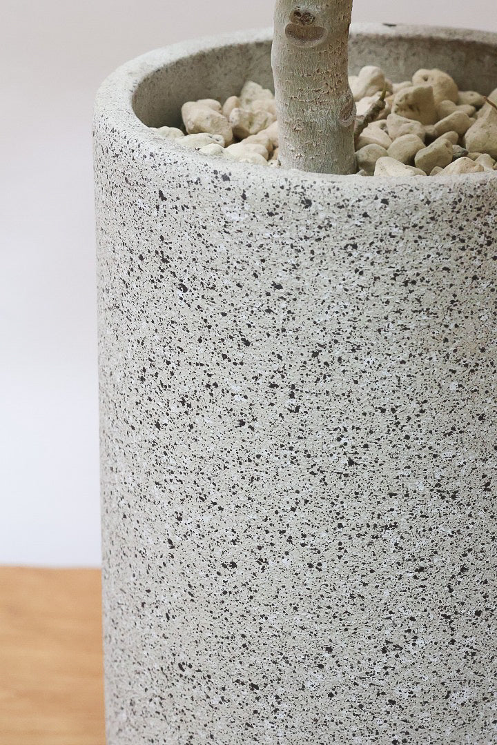 【ベンガレンシス】長崎県の生産者さんが丹精込めて仕立てたスリムな樹形!幹のカーブも素敵なんです!