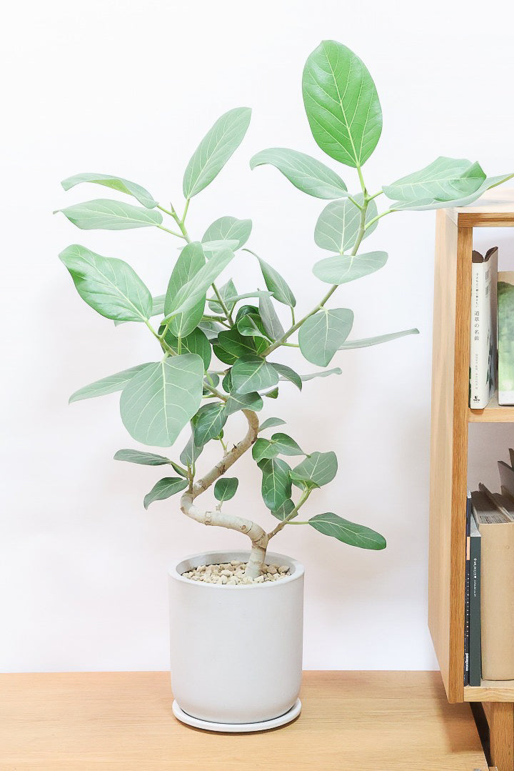 神奈川県手渡し限定】ベンガレンシス 2m超え 観葉植物 大型 根張りが