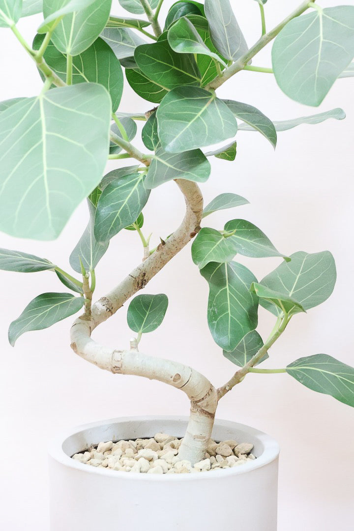 【ベンガレンシス】大きい葉っぱタイプ。幹も美しくカーブしておりますのでおススメです!