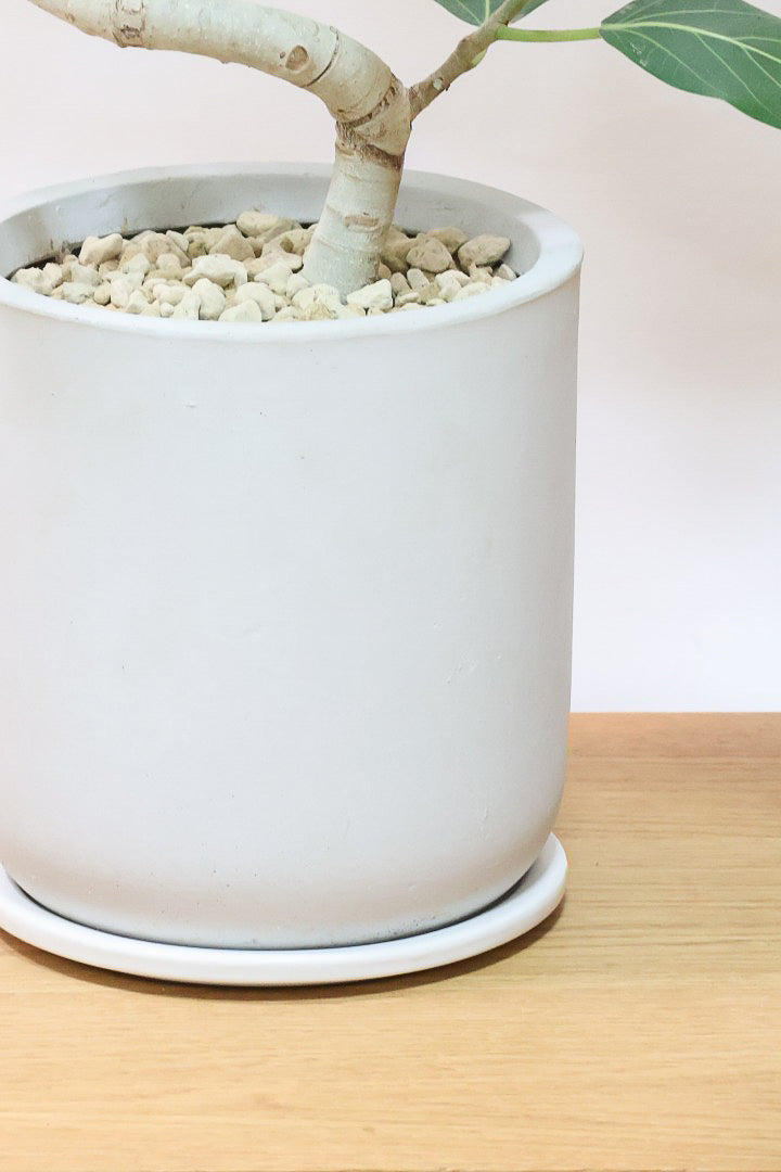 【ベンガレンシス】大きい葉っぱタイプ。幹も美しくカーブしておりますのでおススメです!