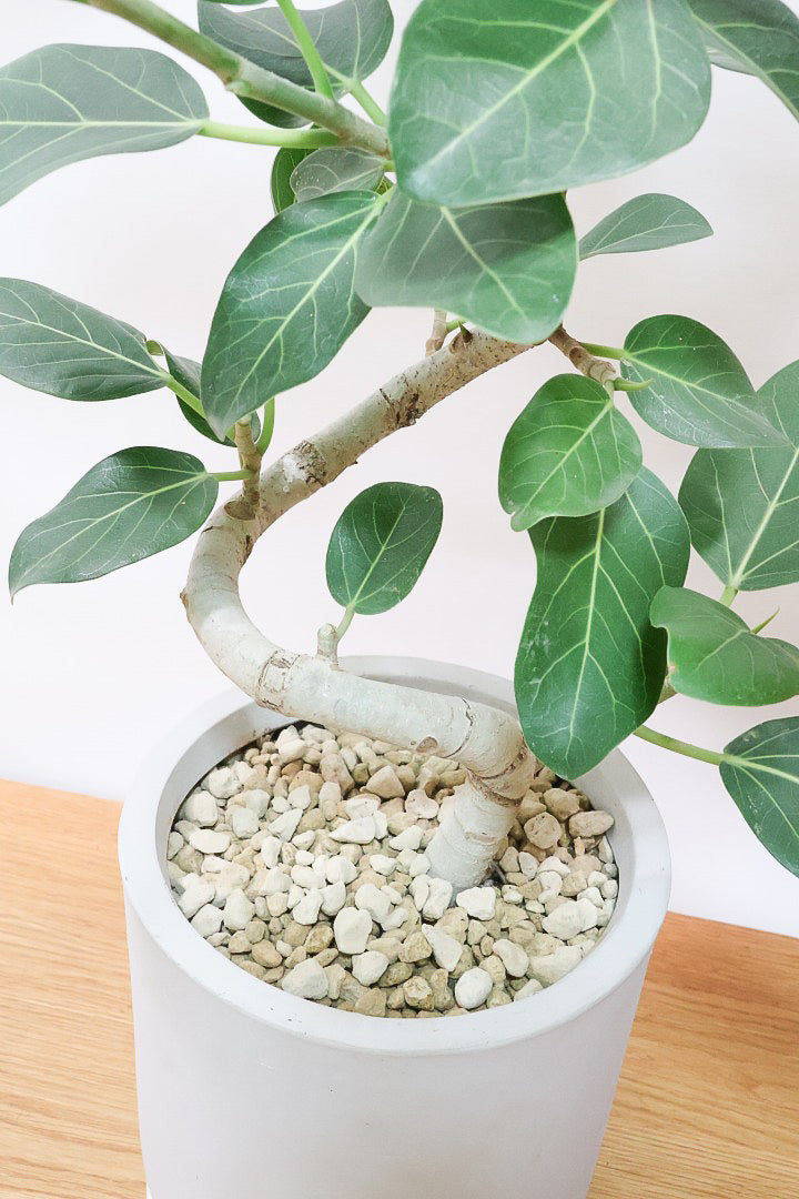 【ベンガレンシス】大きい葉っぱタイプ。幹も美しくカーブしておりますのでおススメです!