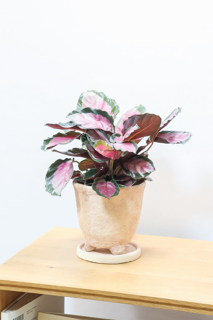 【カラテア ロージー】まるで花束のような美しい草姿。葉色がとてもイイ感じに出ていますのでおススメです!