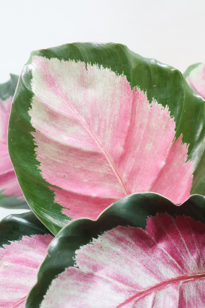 【カラテア ロージー】まるで花束のような美しい草姿。葉色がとてもイイ感じに出ていますのでおススメです!