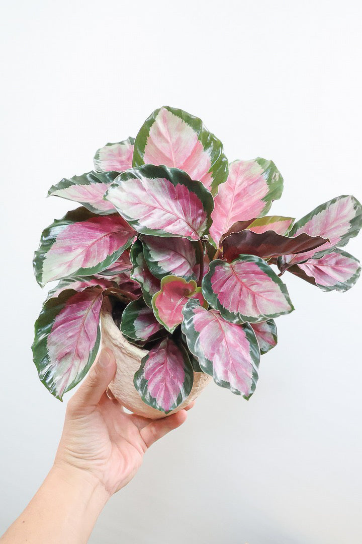 【カラテア ロージー】まるで花束のような美しい草姿。葉色がとてもイイ感じに出ていますのでおススメです!