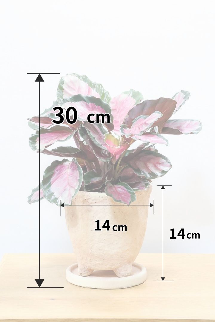 【カラテア ロージー】まるで花束のような美しい草姿。葉色がとてもイイ感じに出ていますのでおススメです!