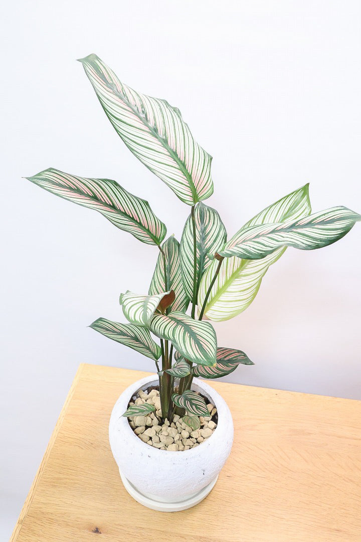 【カラテア ホワイトスター】ホワイトの美しい葉にピンクのラインが入った素敵な品種!スリムな樹形も素敵なポイントです!