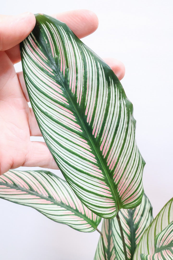【カラテア ホワイトスター】ホワイトの美しい葉にピンクのラインが入った素敵な品種!スリムな樹形も素敵なポイントです!