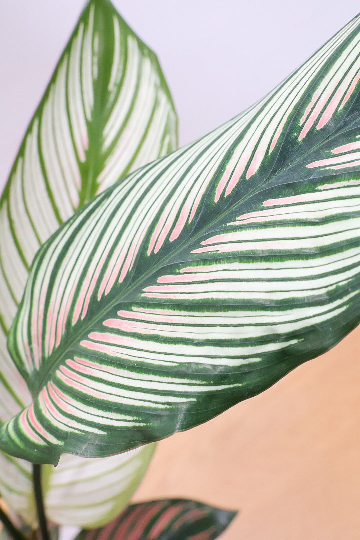 【カラテア ホワイトスター】ホワイトの美しい葉にピンクのラインが入った素敵な品種!スリムな樹形も素敵なポイントです!