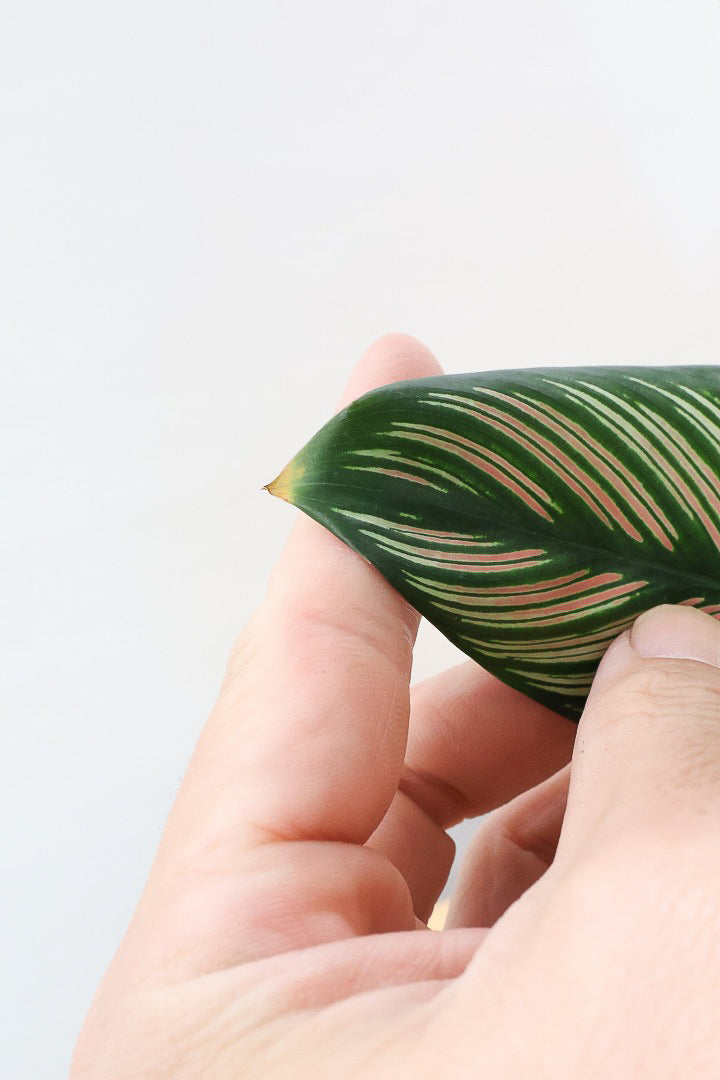 【カラテア ホワイトスター】ホワイトの美しい葉にピンクのラインが入った素敵な品種!スリムな樹形も素敵なポイントです!