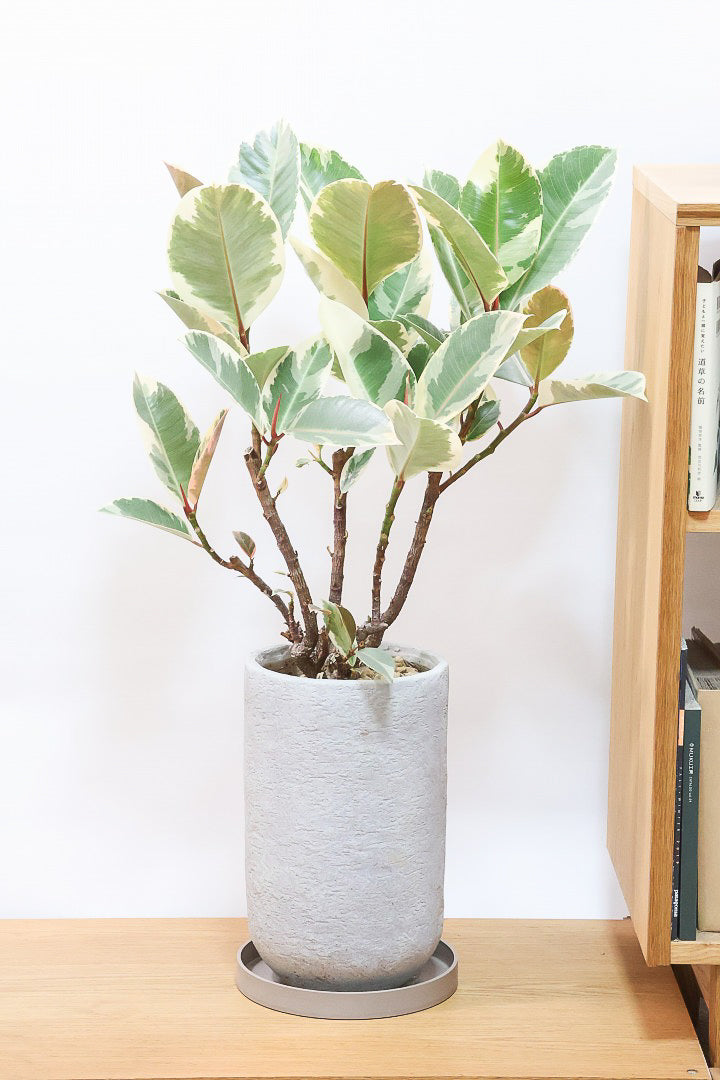 【フィカス ティネケ】ゴリゴリとした年季を感じる幹!こんな幹の個体は2度と入荷しないと思いますよ!