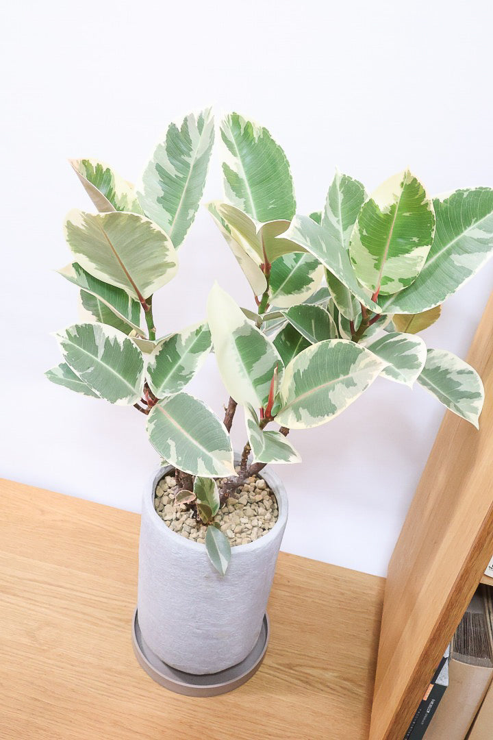 【フィカス ティネケ】ゴリゴリとした年季を感じる幹!こんな幹の個体は2度と入荷しないと思いますよ!