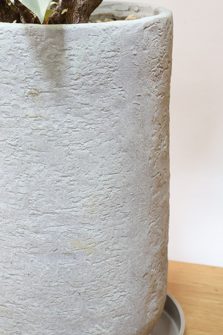 【フィカス ティネケ】ゴリゴリとした年季を感じる幹!こんな幹の個体は2度と入荷しないと思いますよ!