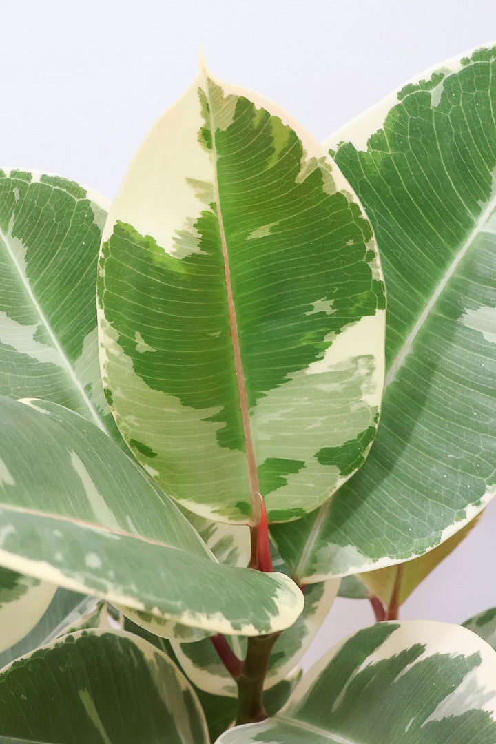 【フィカス ティネケ】ゴリゴリとした年季を感じる幹!こんな幹の個体は2度と入荷しないと思いますよ!