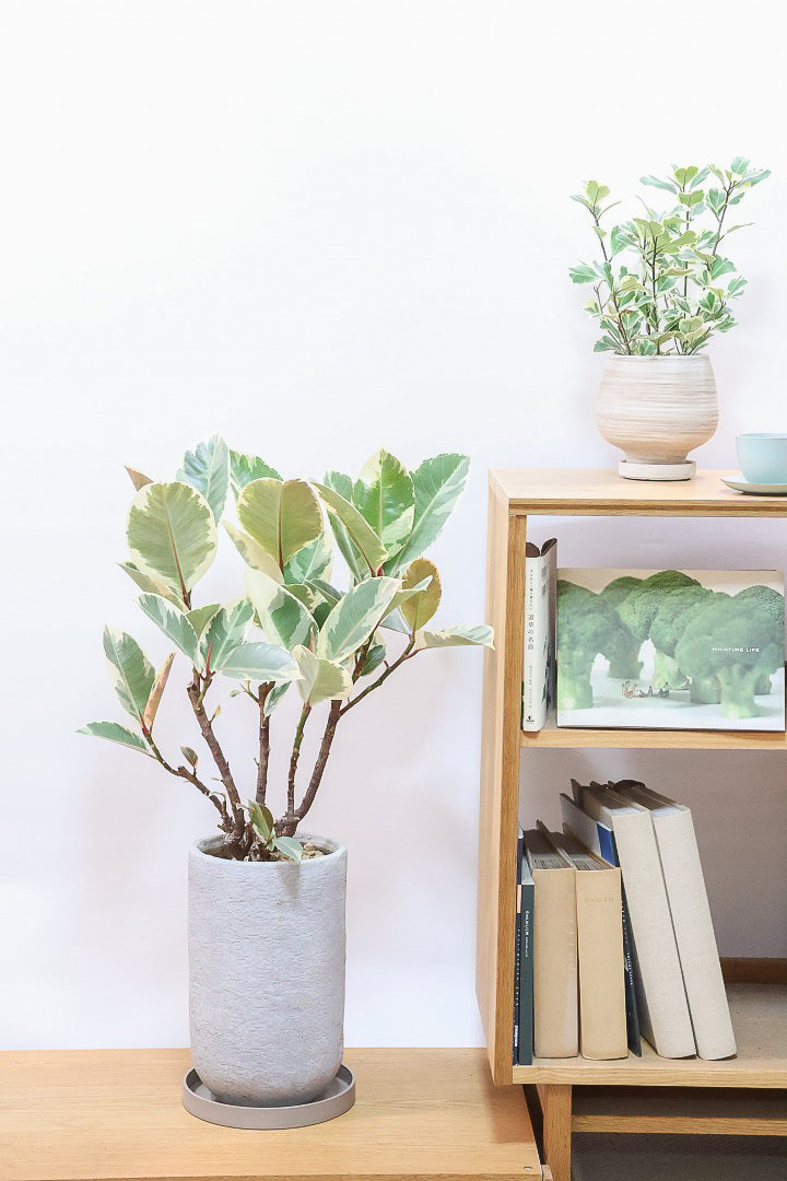 【フィカス ティネケ】ゴリゴリとした年季を感じる幹!こんな幹の個体は2度と入荷しないと思いますよ!