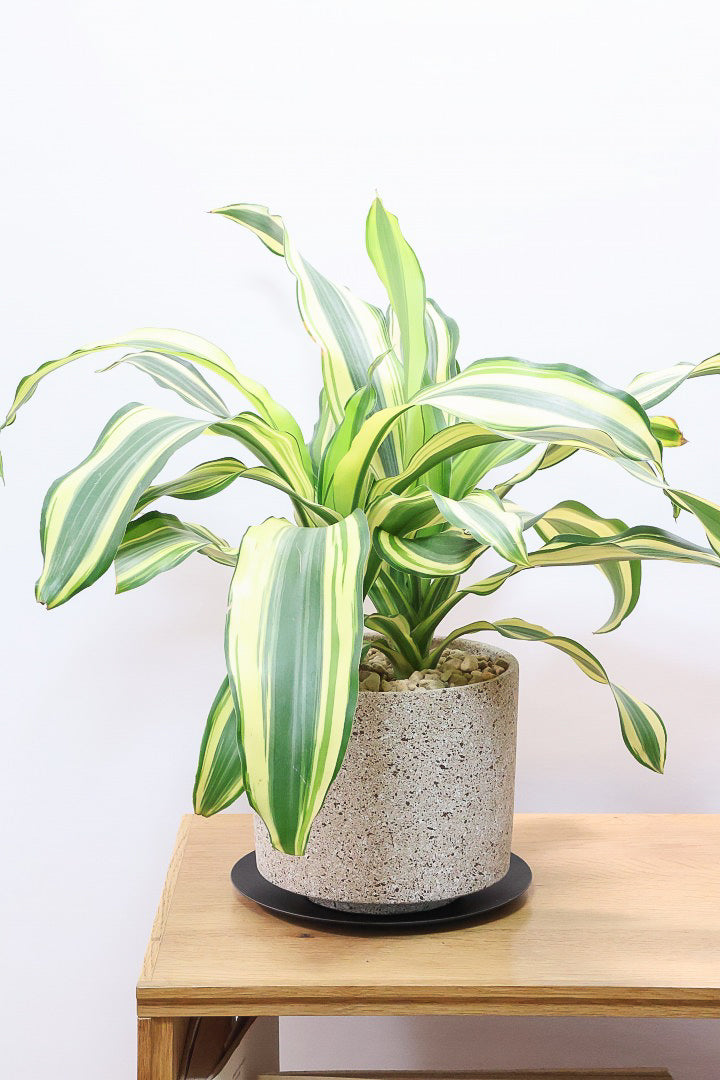 【希少】ドラセナ ドラコ本物 早いもの勝ち 希少】ドラセナ ドラコ本物 早いもの勝ち