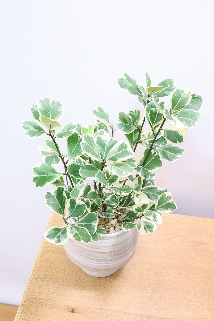 【フィカス  スウィートハート】グリーン&ホワイトの爽やかな葉!明るい場所を好む観葉植物です