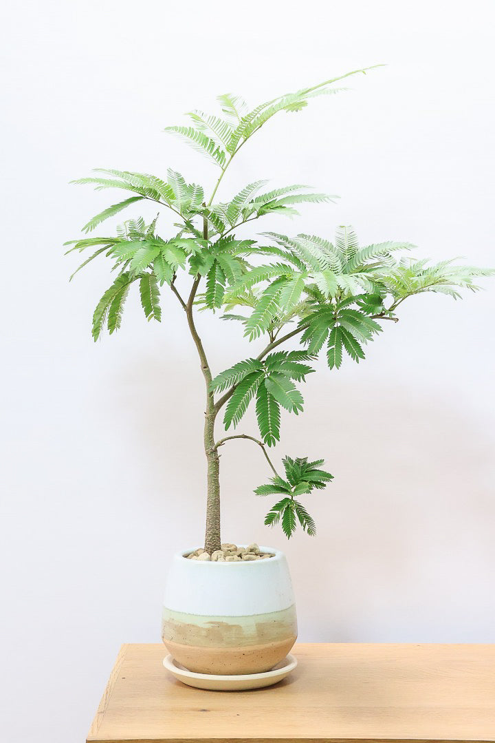 エバーフレッシュMC60684| 観葉植物の通信販売 | APEGO(アペーゴ)