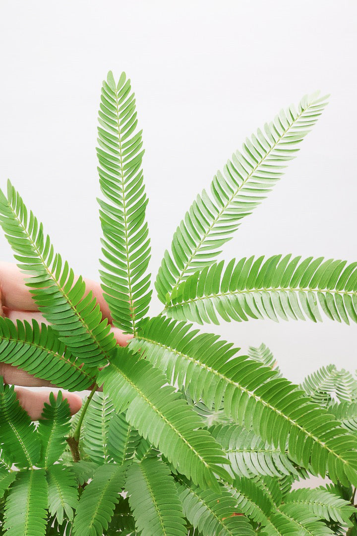 【エバーフレッシュ】雰囲気のある素敵な樹形!くるりとカーブしたかわいい幹なんです!このような樹形は唯一無二です!