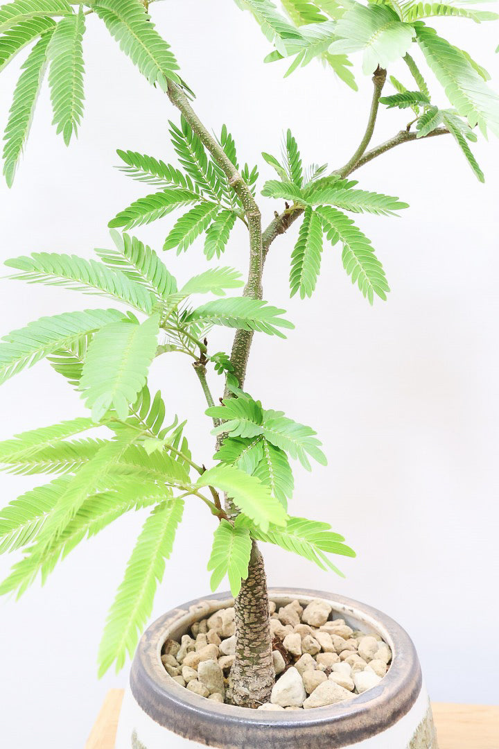 【エバーフレッシュ】個性的なデザインのPOT!そして雰囲気のある素敵な樹形!葉のバランスがとてもイイ感じですのでおススメです!