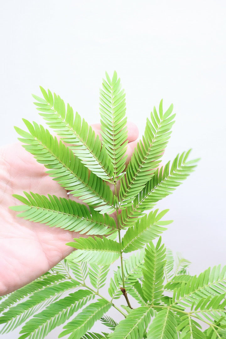 【エバーフレッシュ】個性的なデザインのPOT!そして雰囲気のある素敵な樹形!葉のバランスがとてもイイ感じですのでおススメです!