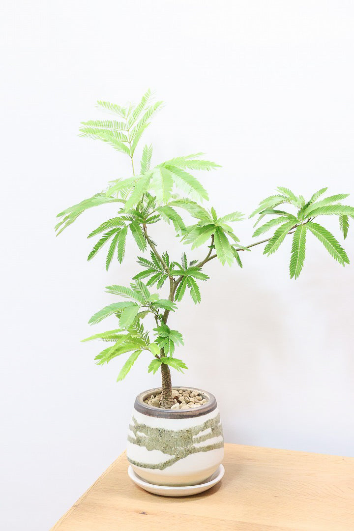 【エバーフレッシュ】個性的なデザインのPOT!そして雰囲気のある素敵な樹形!葉のバランスがとてもイイ感じですのでおススメです!