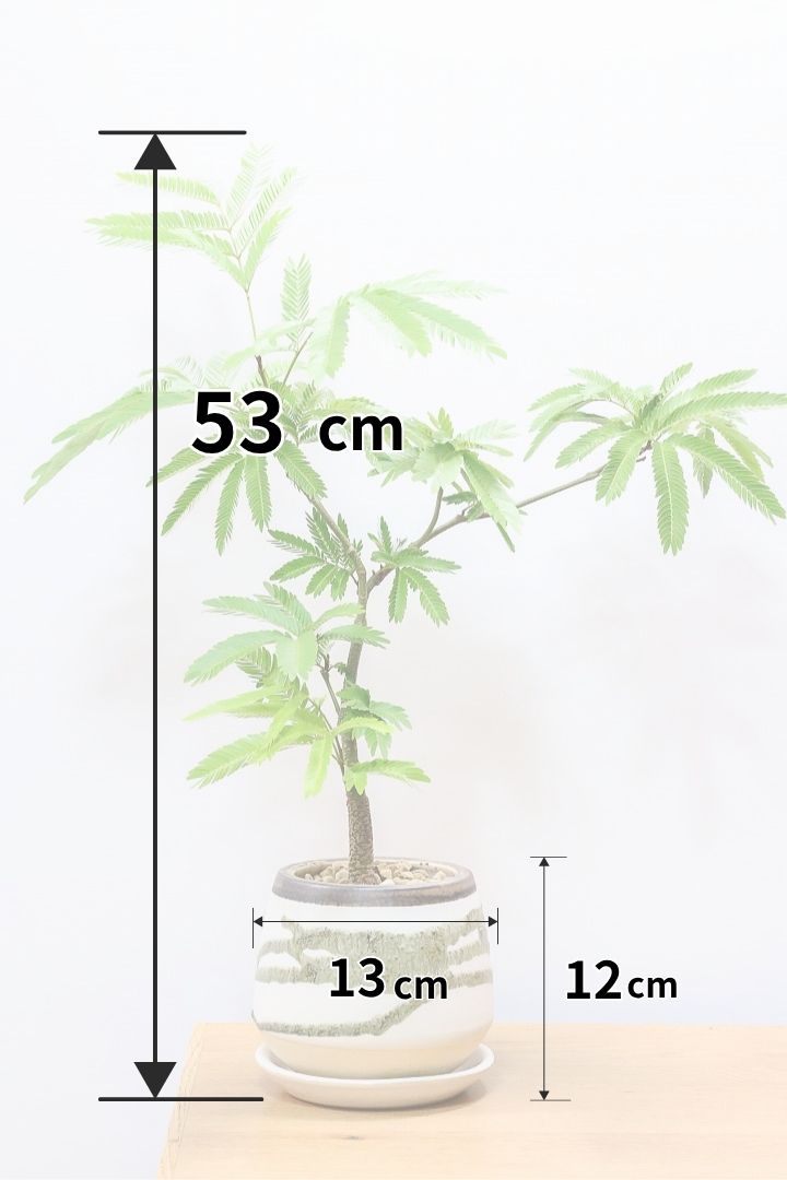 【エバーフレッシュ】個性的なデザインのPOT!そして雰囲気のある素敵な樹形!葉のバランスがとてもイイ感じですのでおススメです!