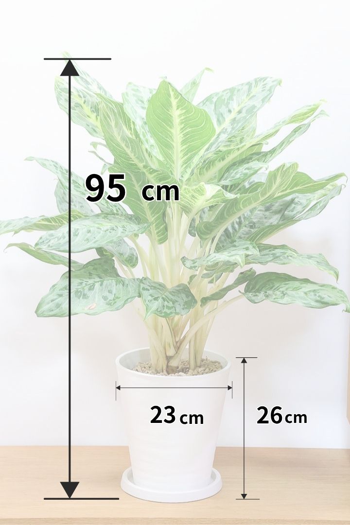 【アグラオネマ ピーコック】POTの色を選べます!限定1鉢だけの入荷!この葉色の美しさは革命です!ホントに惚れ惚れします!