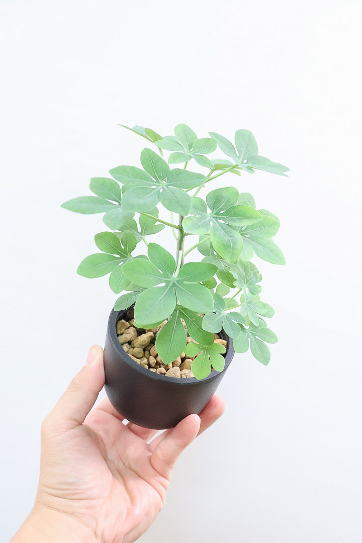 まるまる【激レア/極美/大株/塊根植物】アデニア ペナンギアナ 鉢植え