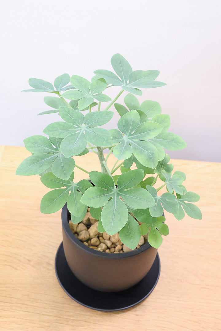 【アデニア】こう見えて葉っぱは多肉質なんです。幹もとてもかわいいので是非とも手に取っていただきたいです!