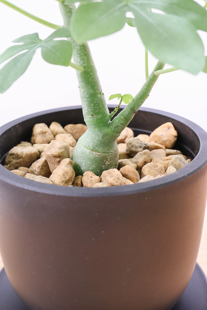 【アデニア】こう見えて葉っぱは多肉質なんです。幹もとてもかわいいので是非とも手に取っていただきたいです!