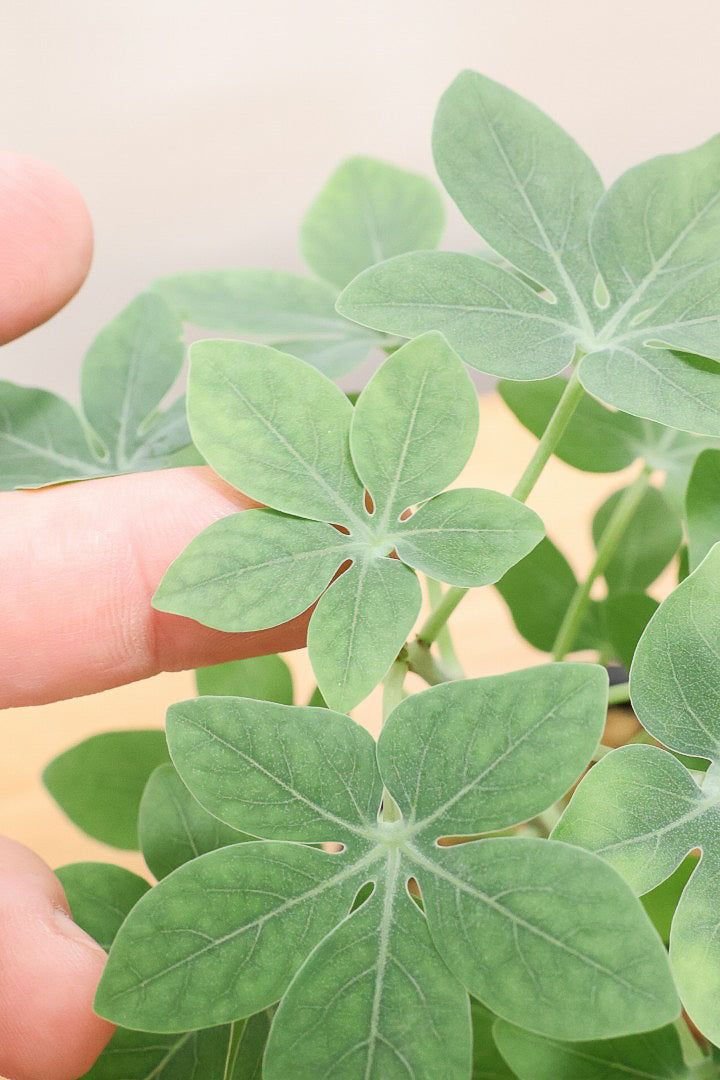 【アデニア】こう見えて葉っぱは多肉質なんです。幹もとてもかわいいので是非とも手に取っていただきたいです!