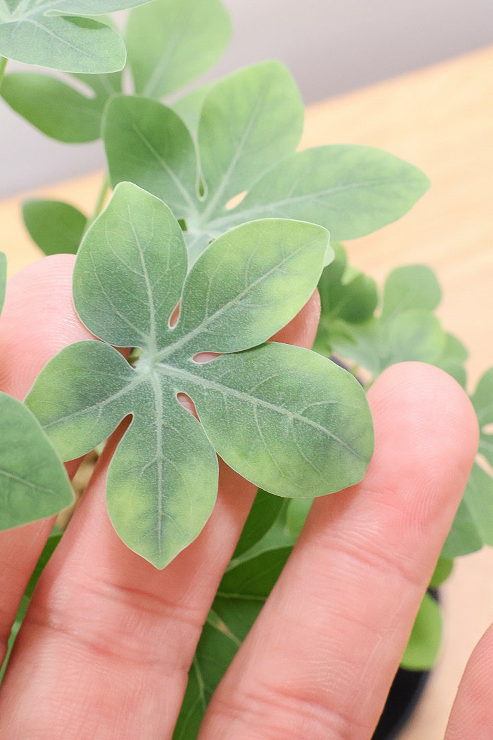 【アデニア】こう見えて葉っぱは多肉質なんです。幹もとてもかわいいので是非とも手に取っていただきたいです!