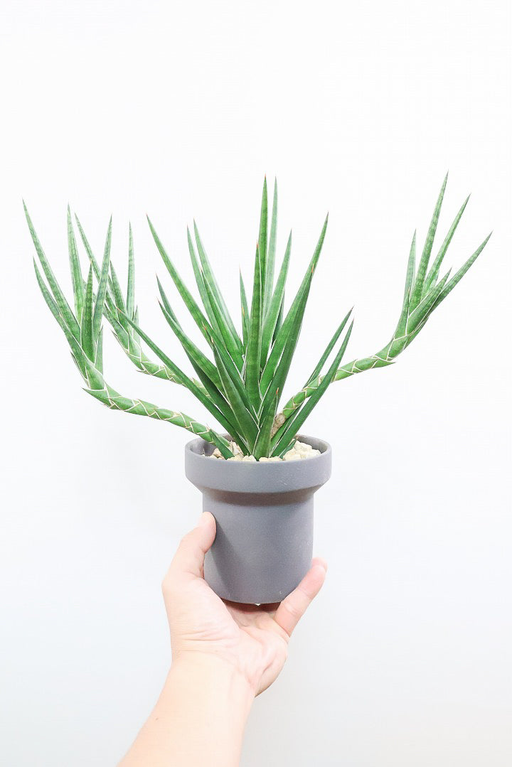 【サンスベリア フランシシー】愛知県の生産者さんが手間暇かけて作りました!この樹形は唯一無二だと思います!