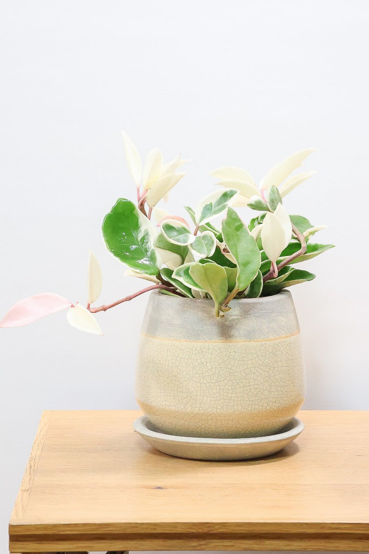 【ホヤ リップカラー】仕入れの時に見つけてきました!ホワイト強めの個体。これは今まで史上いちばんきれいだと思います!