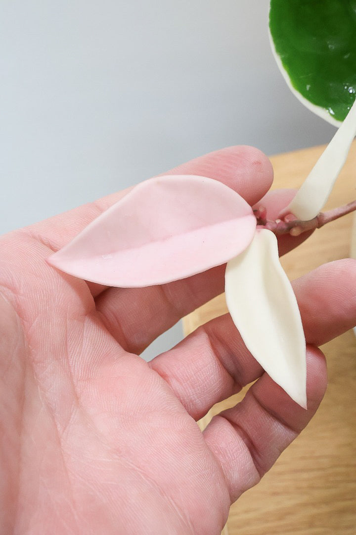 【ホヤ リップカラー】仕入れの時に見つけてきました!ホワイト強めの個体。これは今まで史上いちばんきれいだと思います!