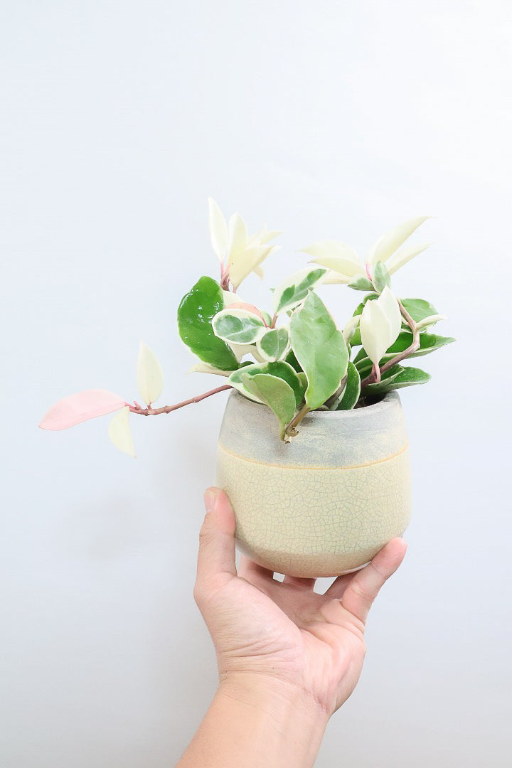 【ホヤ リップカラー】仕入れの時に見つけてきました!ホワイト強めの個体。これは今まで史上いちばんきれいだと思います!