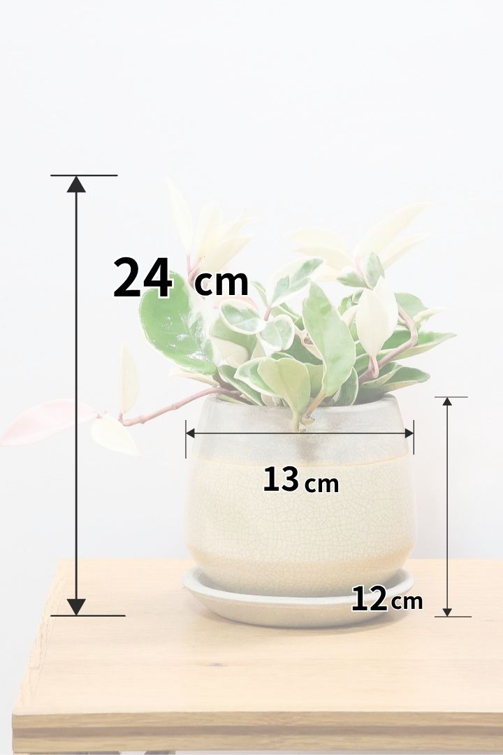 【ホヤ リップカラー】仕入れの時に見つけてきました!ホワイト強めの個体。これは今まで史上いちばんきれいだと思います!