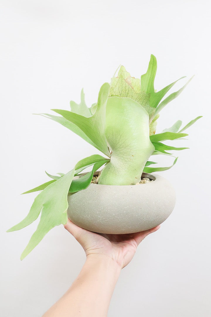 【コウモリラン アルシコルネ】これももはや芸術ですよ。こんなきれいなモウモリランを作ってくださる生産者さんに感謝です!