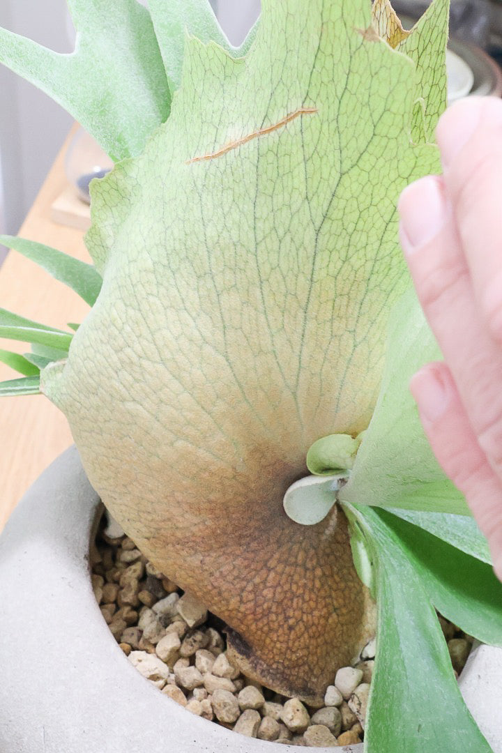 【コウモリラン アルシコルネ】これももはや芸術ですよ。こんなきれいなモウモリランを作ってくださる生産者さんに感謝です!