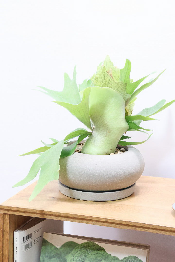 【コウモリラン アルシコルネ】これももはや芸術ですよ。こんなきれいなモウモリランを作ってくださる生産者さんに感謝です!