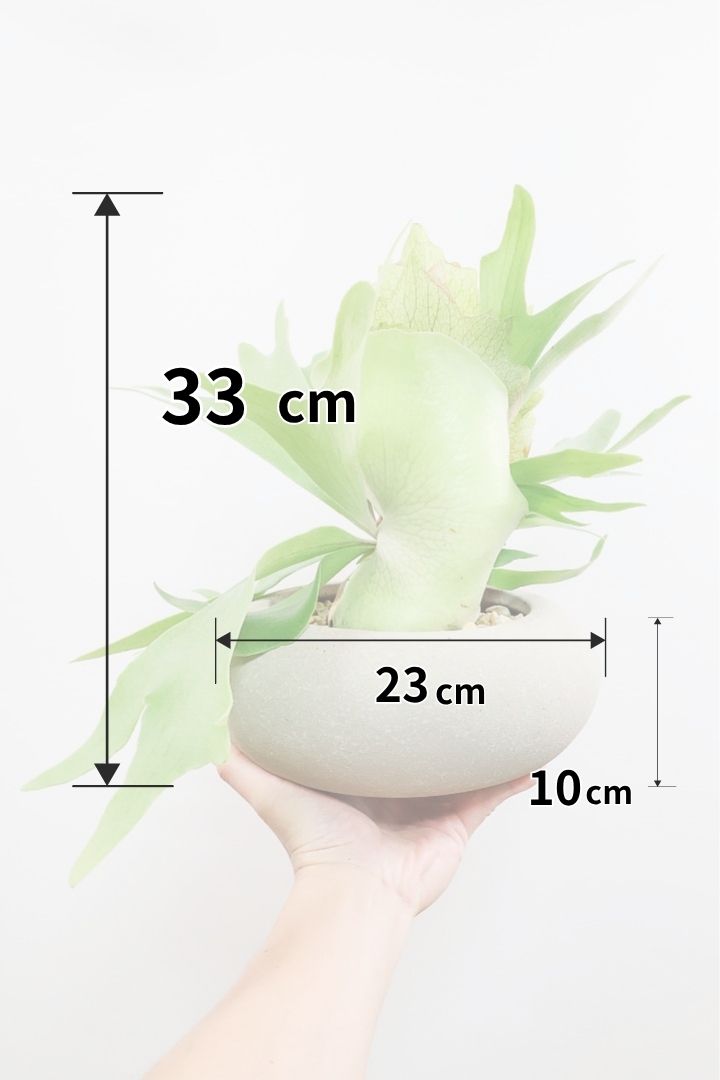 【コウモリラン アルシコルネ】これももはや芸術ですよ。こんなきれいなモウモリランを作ってくださる生産者さんに感謝です!