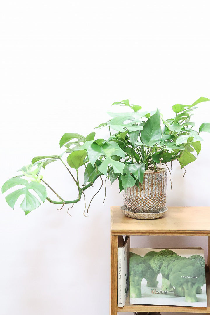 【モンステラ ミニマ】早い者勝ち!斑入りでこの価格!生産者さんのご厚意でこの価格でご提供させていただきます!