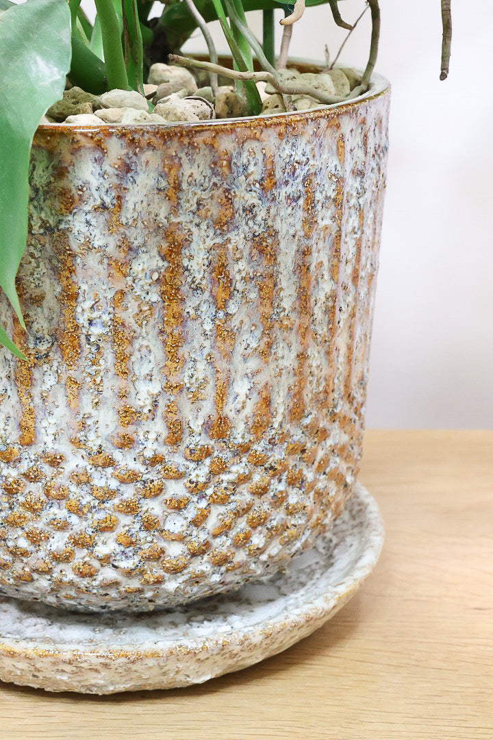 【モンステラ ミニマ】早い者勝ち!斑入りでこの価格!生産者さんのご厚意でこの価格でご提供させていただきます!