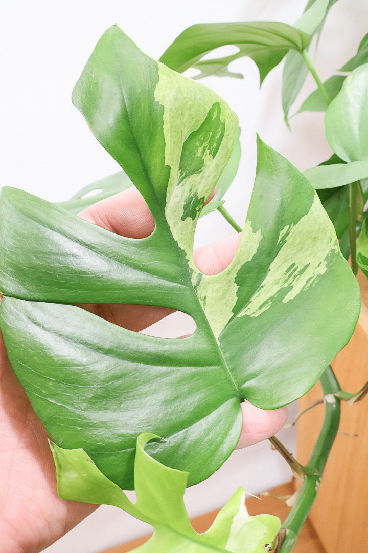 【モンステラ ミニマ】早い者勝ち!斑入りでこの価格!生産者さんのご厚意でこの価格でご提供させていただきます!