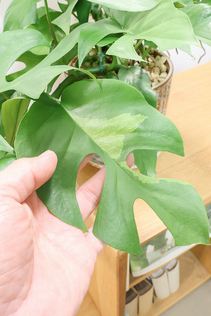 【モンステラ ミニマ】早い者勝ち!斑入りでこの価格!生産者さんのご厚意でこの価格でご提供させていただきます!