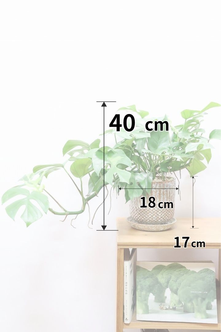 【モンステラ ミニマ】早い者勝ち!斑入りでこの価格!生産者さんのご厚意でこの価格でご提供させていただきます!