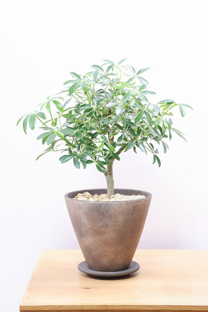 シェフレラ ムーンドロップBR60698| 観葉植物の通信販売 | APEGO(アペーゴ)