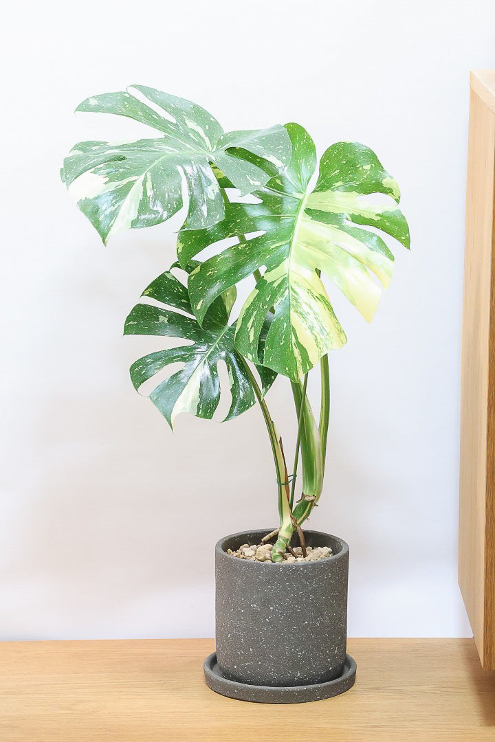 モンステラ タイコンステレーションGL60703| 観葉植物の通信販売